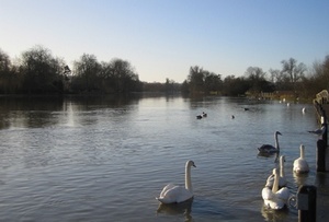 The River Thames at Higginson Park, Marlow